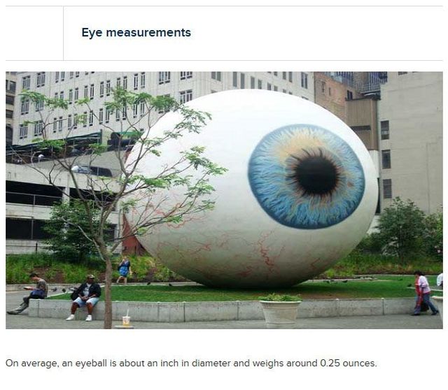 25 Interesting Facts About The eye