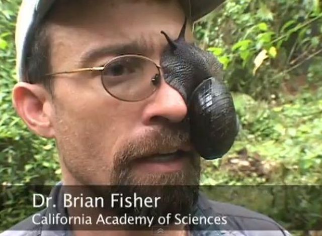 dr brian fisher snail - Dr. Brian Fisher California Academy of Sciences