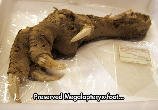 moa bird - Preserved Megalaptery foot