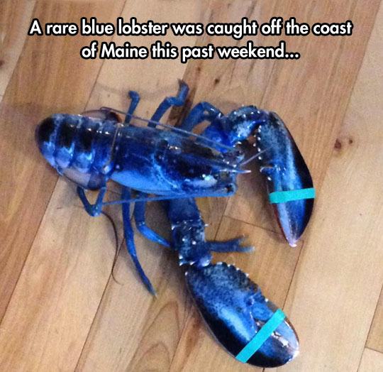 black and blue lobster - A rare blue lobster was caught off the coast of Maine this past weekend.co