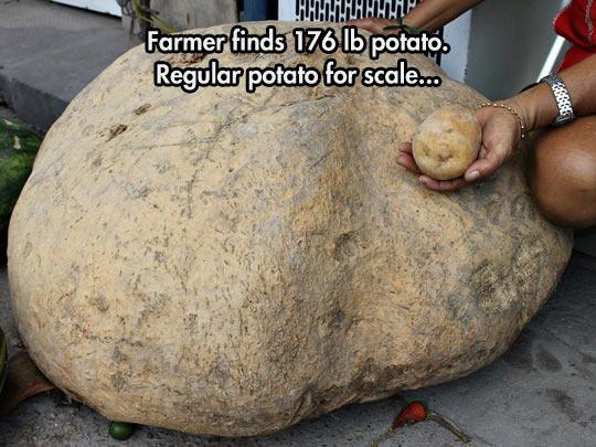 potato farmer funny - Bruahahahp Farmer finds 176 lb potato. Regular potato for scale... 99999