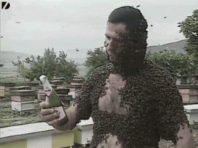 drinking beer bees