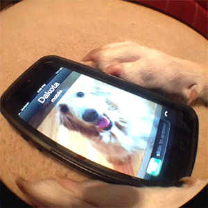 gif dog smartphone - Dakota