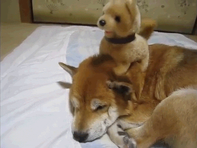 gifs - dog toy sitting and vibrating on a real dogs head