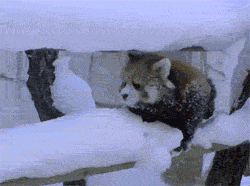 gifs - raccoon walking across a ledge in the snow