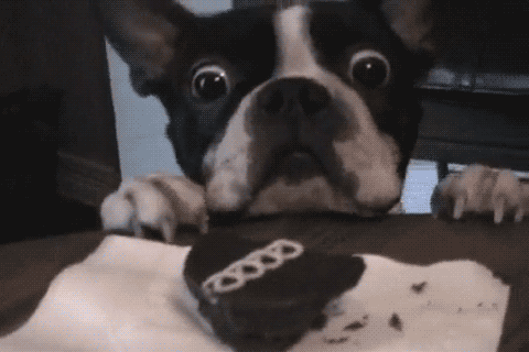 gifs - dog trying to get to a piece of cake on a table