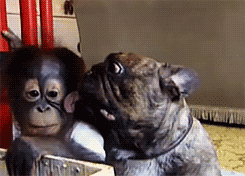 gifs - dog licking a monkey