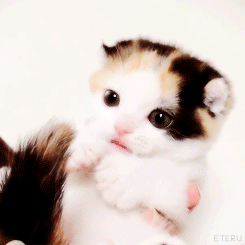 gifs - adorable kitten
