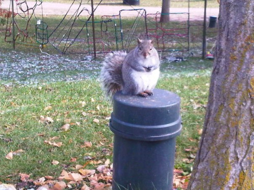 18 Hilariously Obese Squirrels