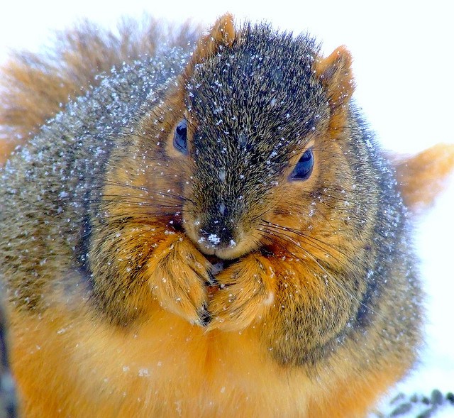 18 Hilariously Obese Squirrels