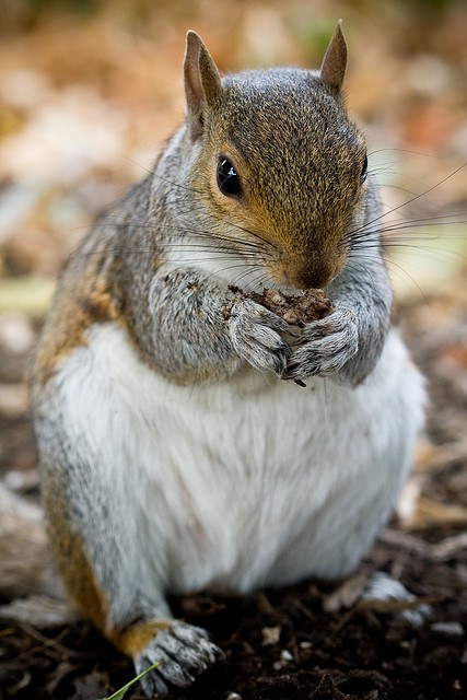 18 Hilariously Obese Squirrels - Gallery | eBaum's World