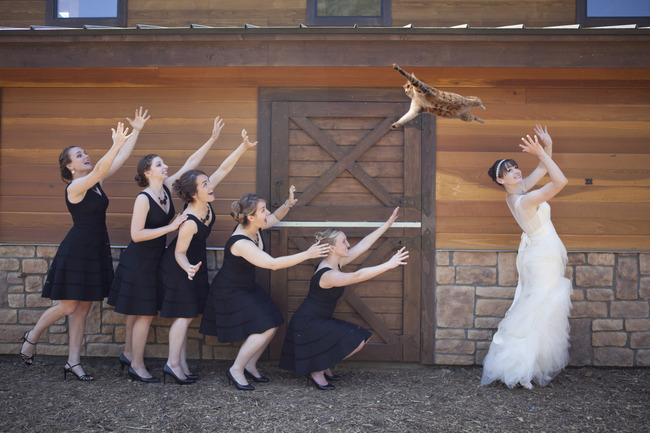 bride throwing cat
