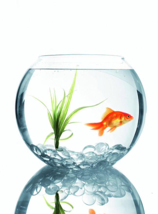 Goldfish Leasing - feeling lonely during a business trip? The hotel room feels empty? Hire a company that's going to provide you with a temporary goldfish companion