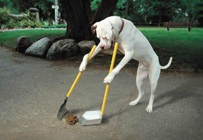 Pet Poop-Scooping - hiring people to clean after your dog is also an option