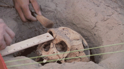 rebel archaeology skull gif