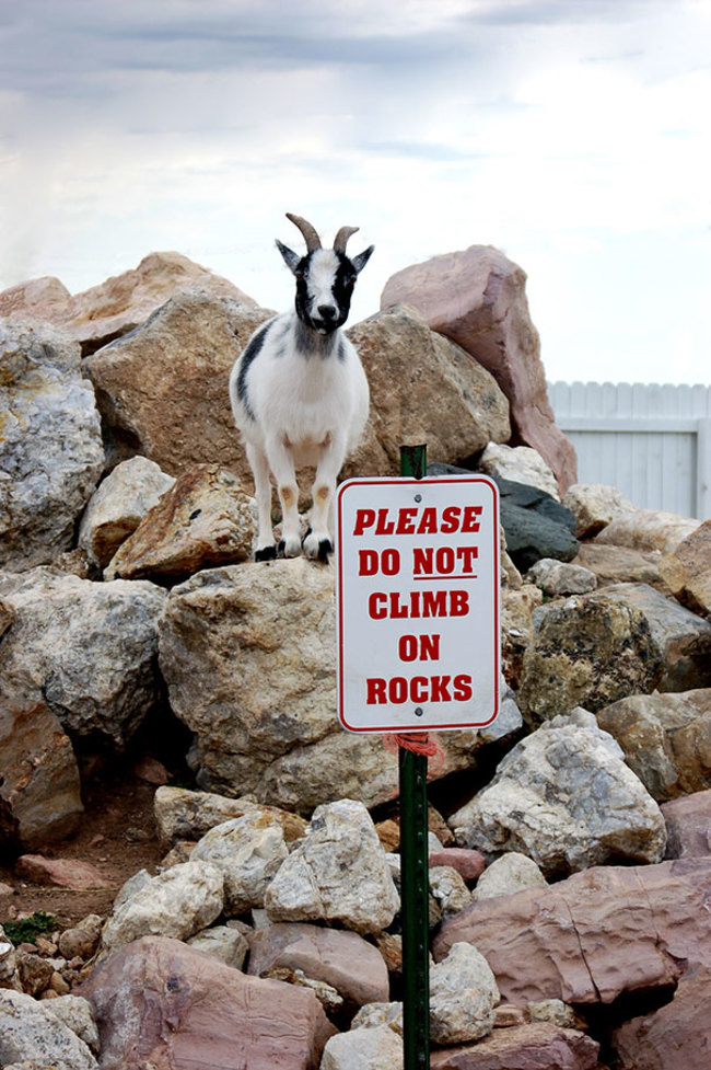 rebel badass goats - Please Do Not Climb On Rocks