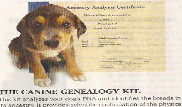 imagini cu catei - Incestry Analysis Certificate Tbie certificate de p ared to The Canine Genealogy Kit. This kit analyzes your dog's Dna and identifies the breeds in ts ancestry. It provides scientific confirmation of the physica