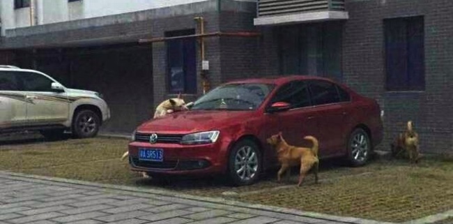 A driver in Chongquing, China found a stray dog lying on his personal parking space and decided a swift kick would teach it to go away.