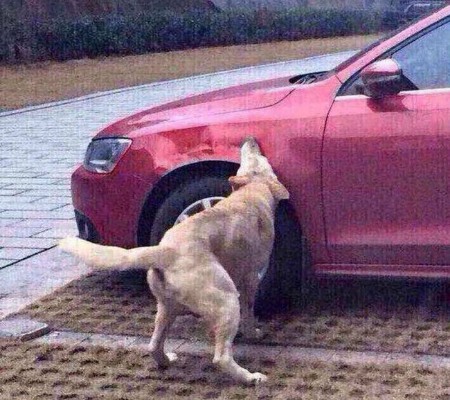 What this cruel man didn't realize was that this dog is no push over and that man would regret ever hitting him.