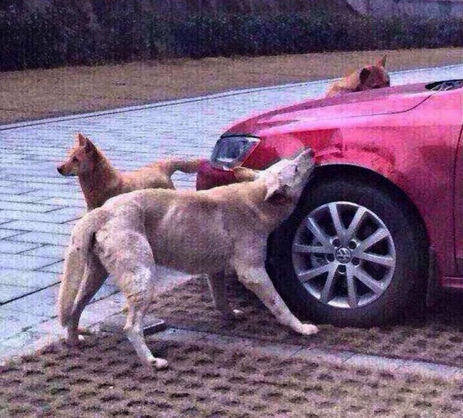 A neighbor caught the dogs tearing the driver's car apart and took pictures of the action.