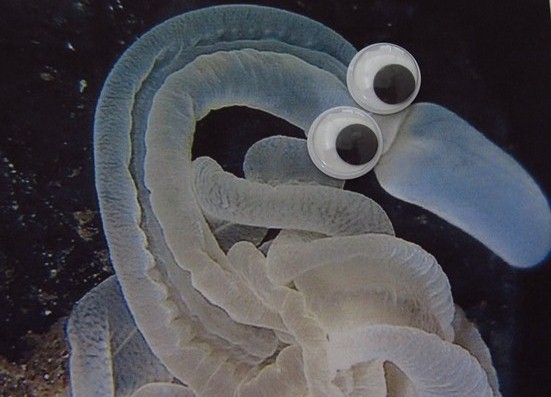25 Amazing Creatures From The Deep Sea
