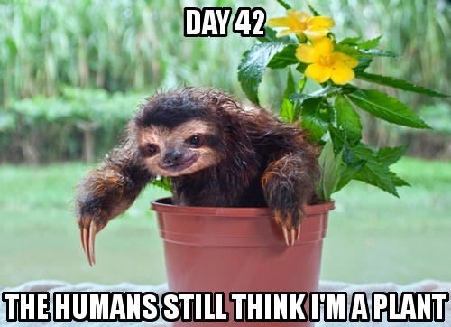 cute sloth memes - DAY42 The Humans Still Thinkimaplant