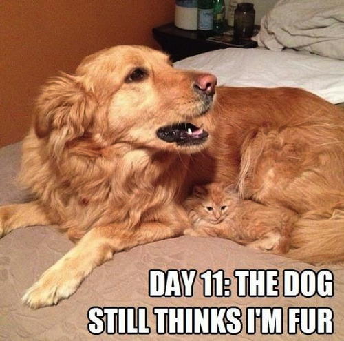 they still don t know i m a dog - Day 11. The Dog Still Thinks I'M Fur
