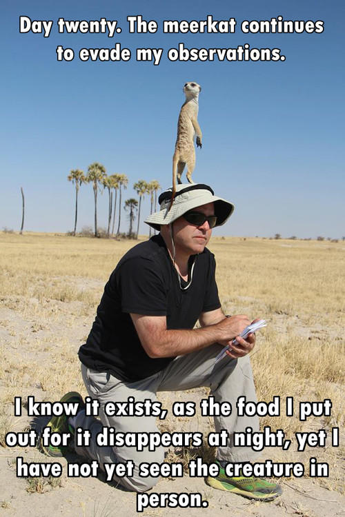 safari funny quotes - Day twenty. The meerkat continues to evade my observations. I know it exists, as the food I put out for it disappears at night, yet I have not yet seen the creature in person.