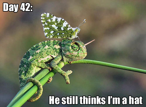 animal memes camouflage - Day 42 He still thinks I'm a hat