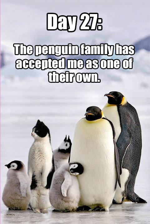 penguin family - Day 27 The penguin family has accepted me as one of their own.