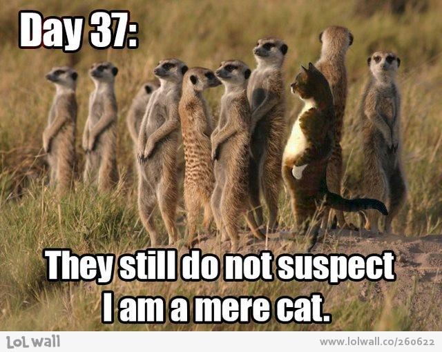 suricate funny - Day 37 They still do not suspect lama mere cat. Lol wall