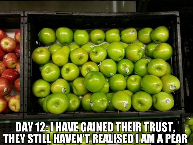 apples funny - Day Have Gained Their Trust, They Still Haven'T Realised I Am A Pear