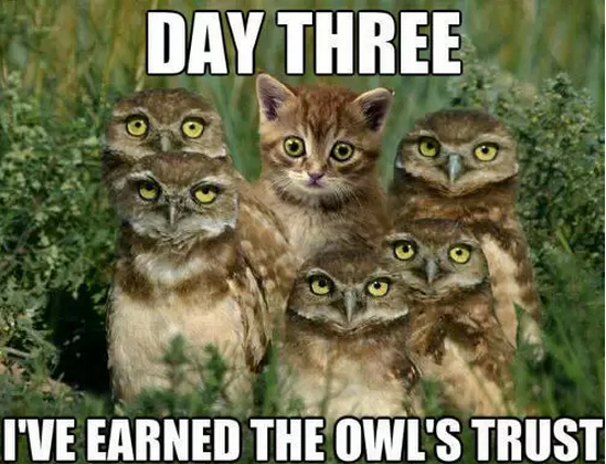 cat owls - Day Three I'Ve Earned The Owl'S Trust