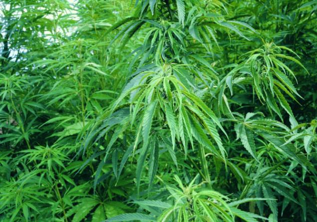 The cannabis plant can grow in nearly any environment and averages one to two inches of growth per day and up to 18 feet.