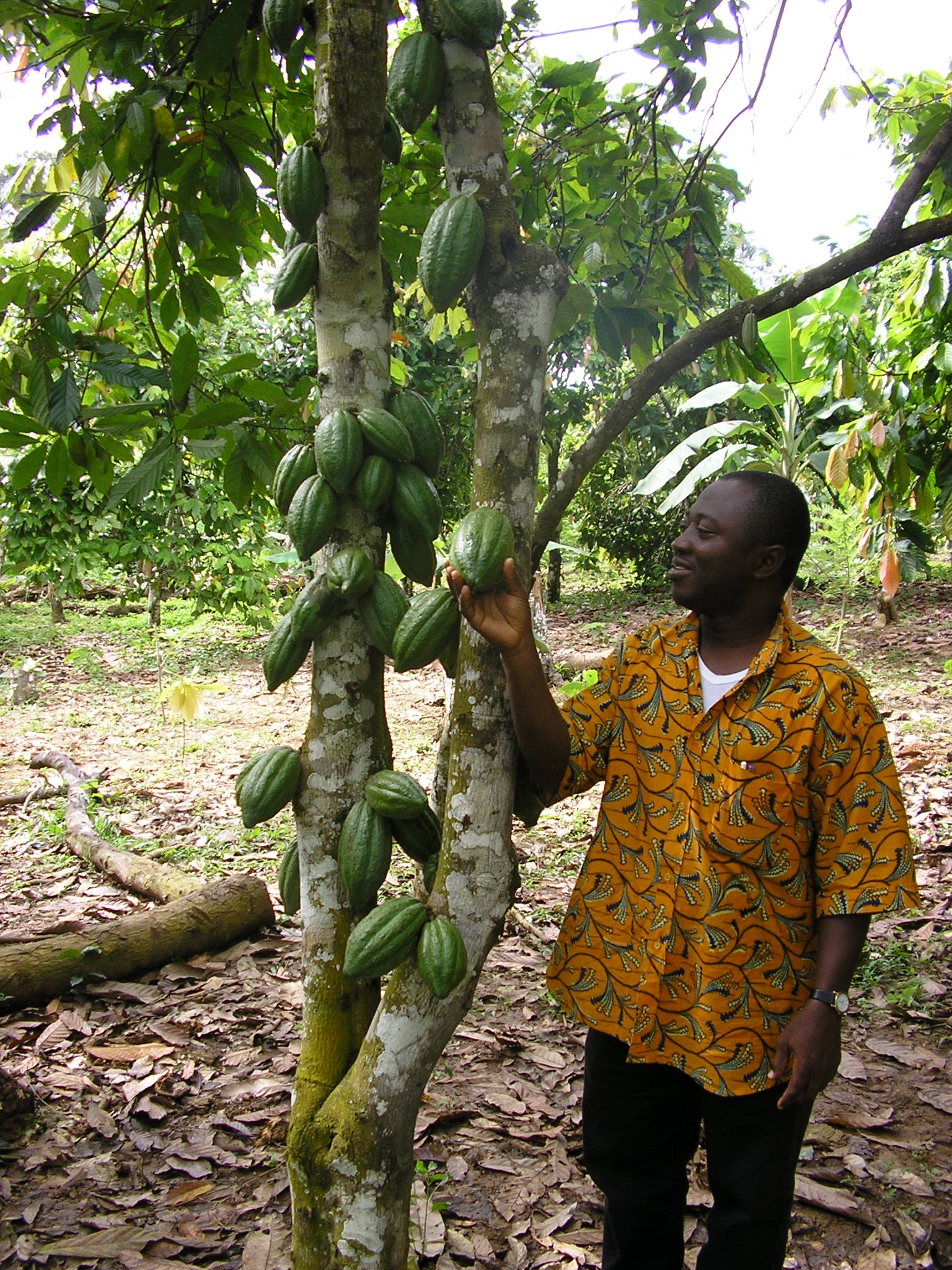 Cacao trees can live to be 200 years old, but they produce marketable cocoa beans for only 25 years.