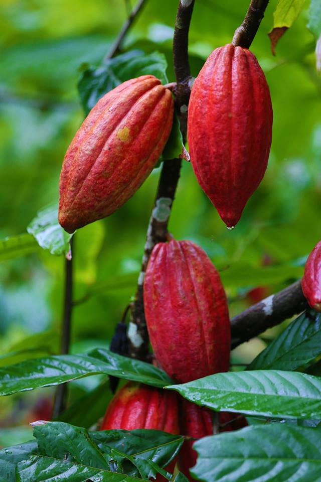 Ninety percent of modern cacao is made from a type of cacao called forastero (foreigner). However, before the 1800s, cacao was made from a type of bean called criollo. Even though forastero does not taste as good as criollo, it is easier to grow.