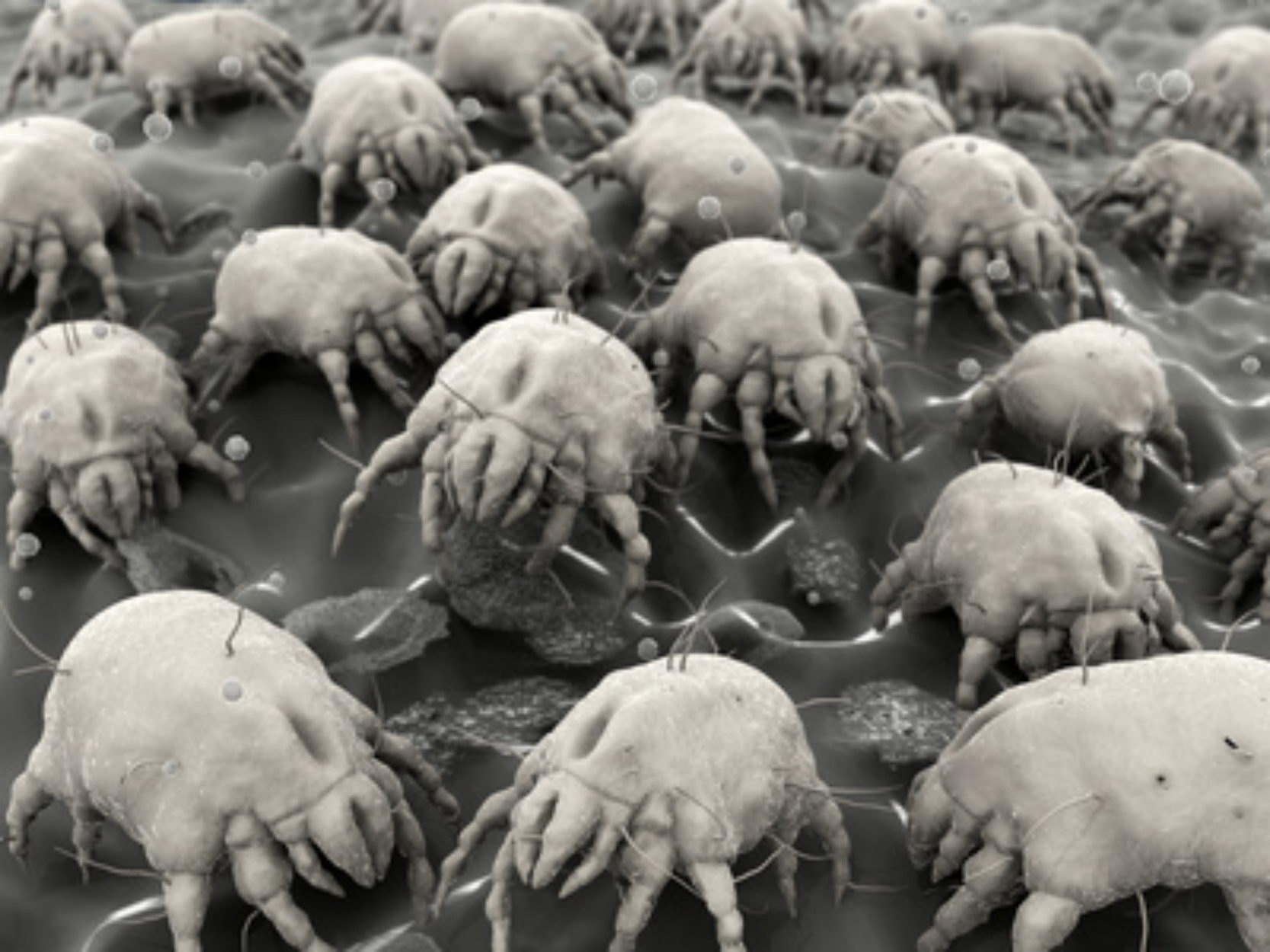 There are over 30,000 species of mites. Look around you, there's probably at least a few million of them in your house.