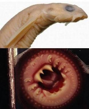 The vampire fish, or V. cirrhosa or Candiru, can swim up a urine stream into the human victim’s penis, where it shoots out its sharp spine and lodges itself in. Once inside the body, the vampire fish feeds on a human’s blood. Only a very invasive and painful surgery can remove it.