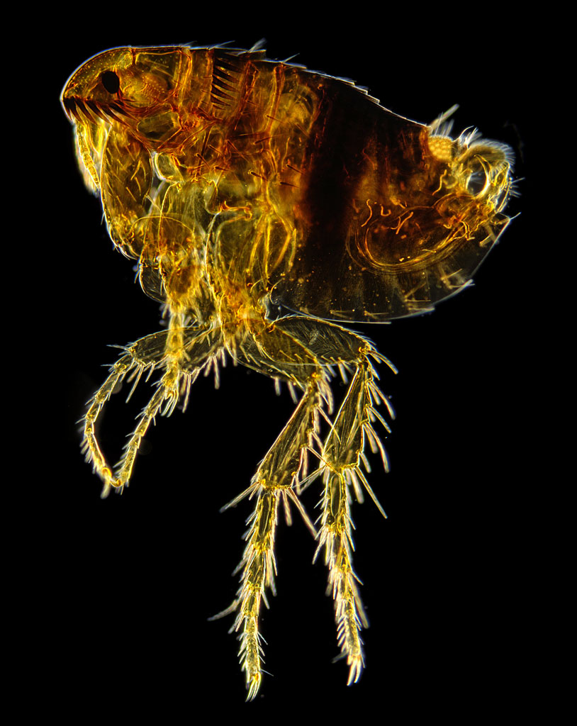 There are over 2,380 known flea species. The oldest fossil flea ever found is about 200 million years old and doesn’t appear to differ from modern fleas.