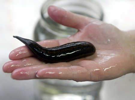 While the leeches’ nearest relative is the earthworm, that eats decaying plant matter, all 650 species of leeches prey on other creatures.