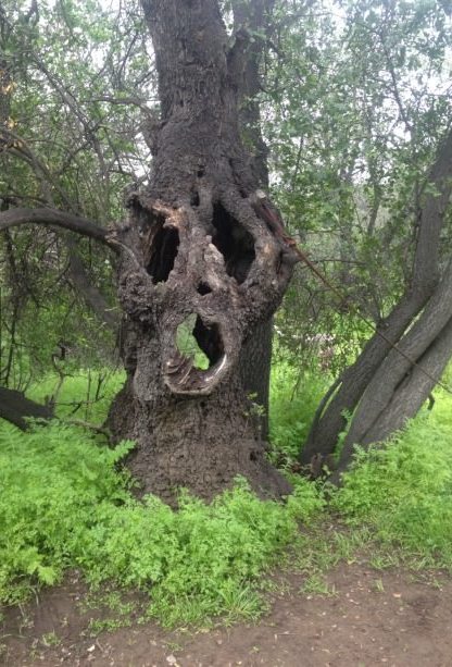 creepy trees