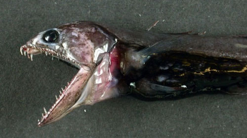black swallower fish