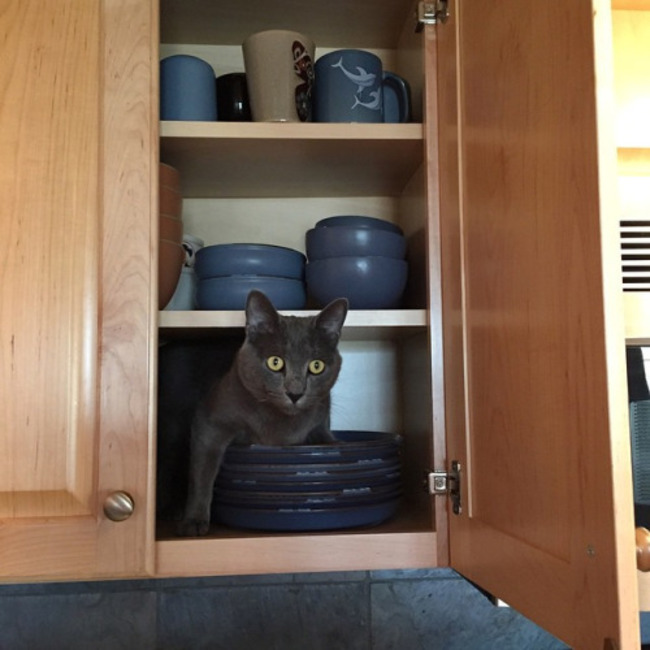 26 Places You Wouldn't Expect To Find a Cat