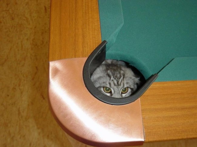 26 Places You Wouldn't Expect To Find a Cat