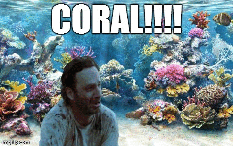 dad jokes - coral reef in gulf of kutch - Coral!!!! imgflip.com