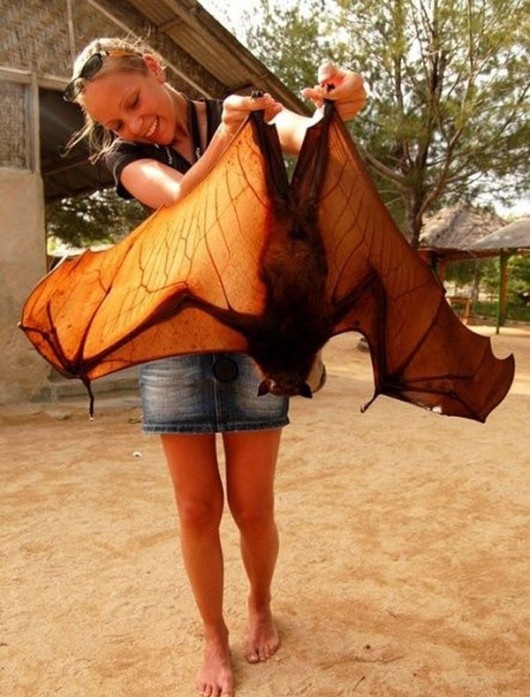 biggest bat ever