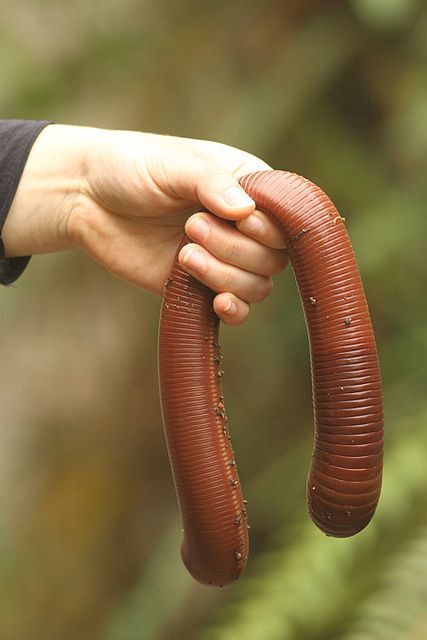 african giant earthworm