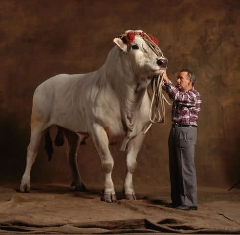 largest cattle breed