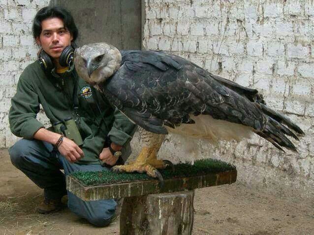 harpy eagle talon size