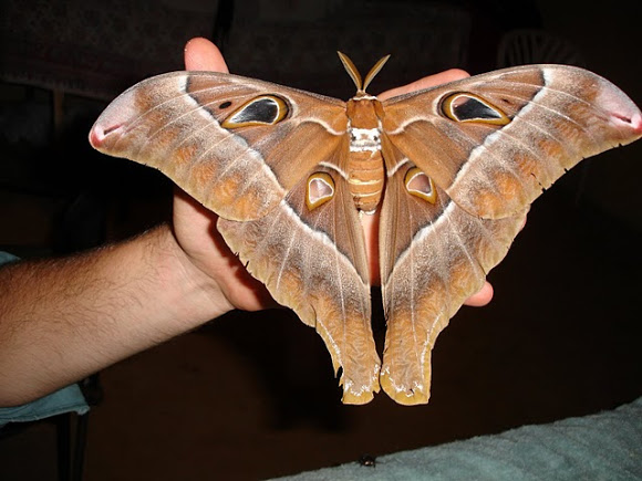 hercules moth australian bugs